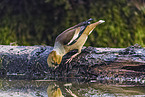 grosbeak