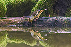 grosbeak