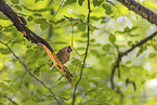 grosbeak