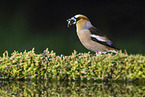 grosbeak