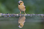 grosbeak