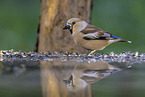 grosbeak