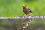 grosbeak