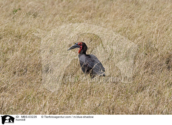 Hornrabe / hornbill / MBS-03226