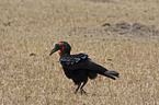hornbill