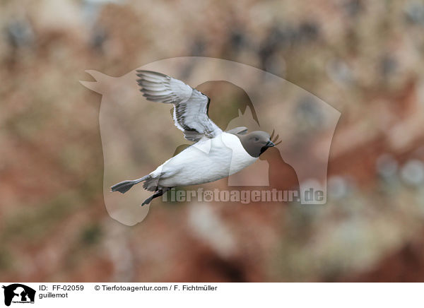guillemot / FF-02059
