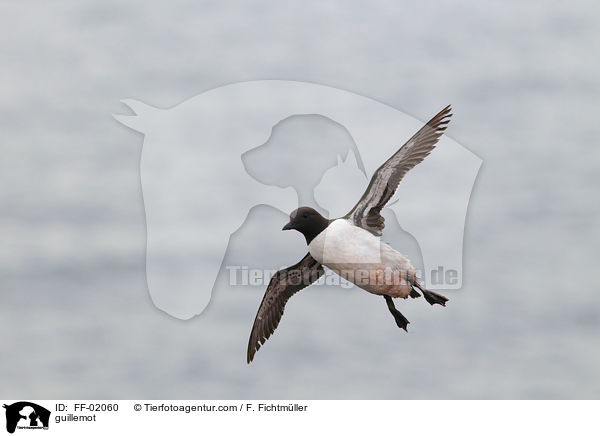 guillemot / FF-02060
