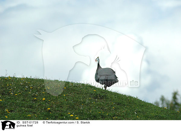 guinea fowl / SST-01728