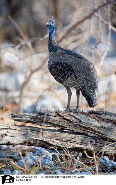 guinea fowl / MAZ-03165