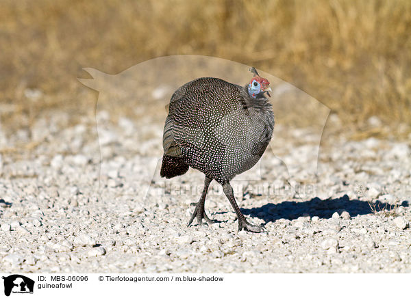guineafowl / MBS-06096