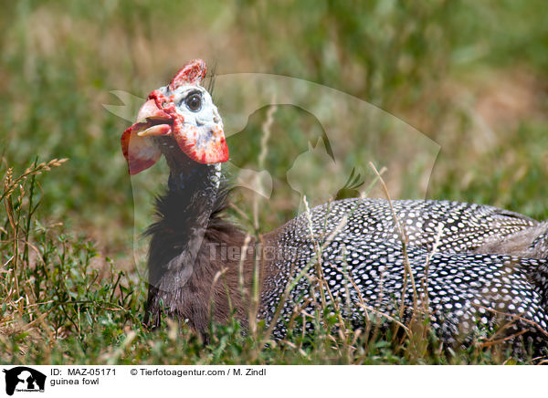 Perlhuhn / guinea fowl / MAZ-05171