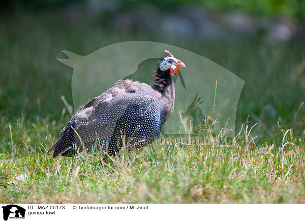 Perlhuhn / guinea fowl / MAZ-05173