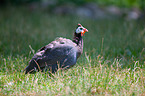 guinea fowl