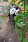 guineafowl