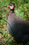 guineafowl