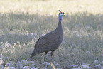 guineafowl