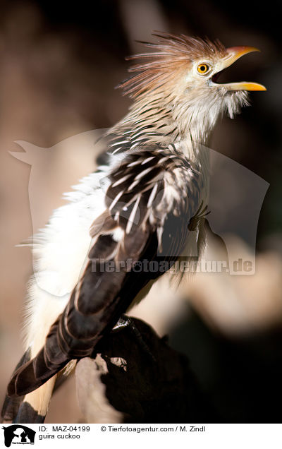 guira cuckoo / MAZ-04199