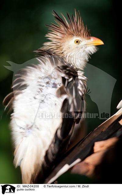 guira cuckoo / MAZ-04200