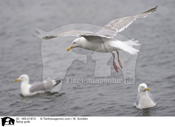 fliegende Mwen / flying gulls / WS-01872