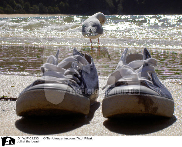 Mwe am Strand / gull at the beach / WJP-01233