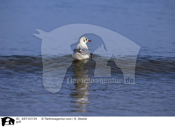 Mwe / gull / SST-03134