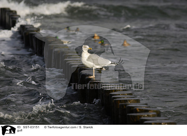 Mwe / gull / SST-03151