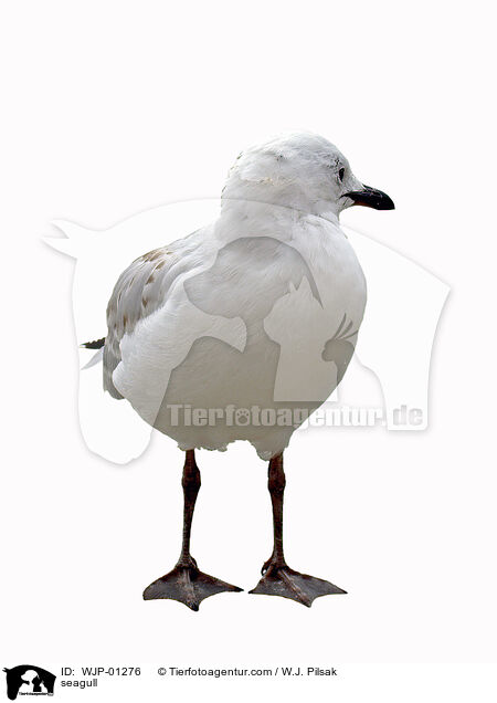 Mwe / seagull / WJP-01276