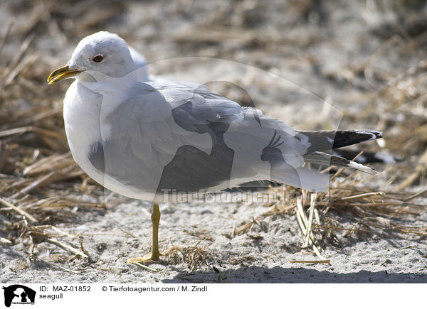 Mwenvogel / seagull / MAZ-01852