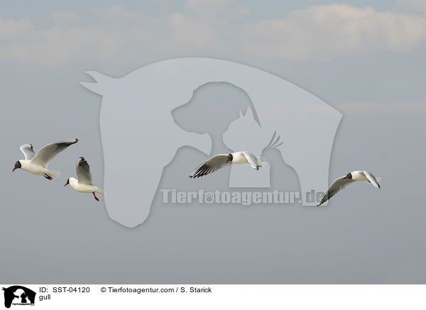 Mwe / gull / SST-04120