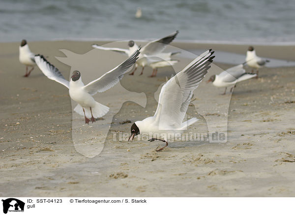 Mwe / gull / SST-04123