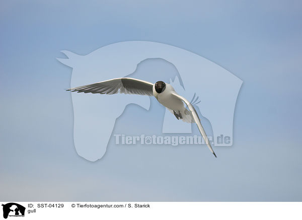 Mwe / gull / SST-04129