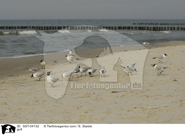 Mwe / gull / SST-04132