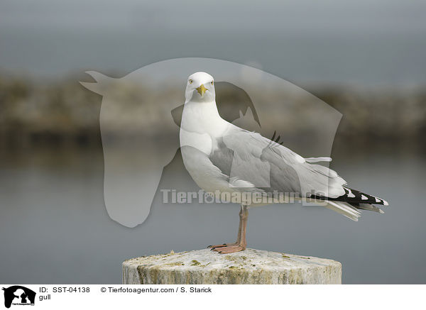 Mwe / gull / SST-04138
