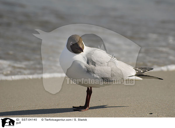 Mwe / gull / SST-04140