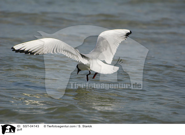 Mwe / gull / SST-04143
