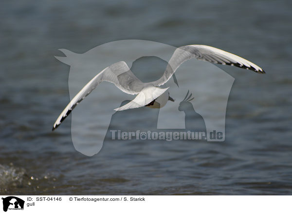 Mwe / gull / SST-04146