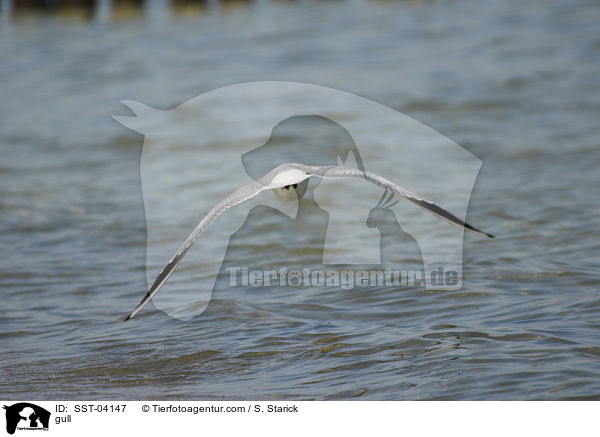 Mwe / gull / SST-04147