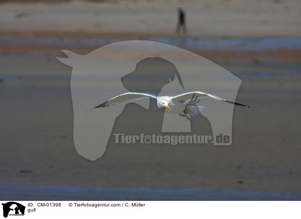 Mwe / gull / CM-01398