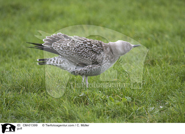 Mwe / gull / CM-01399