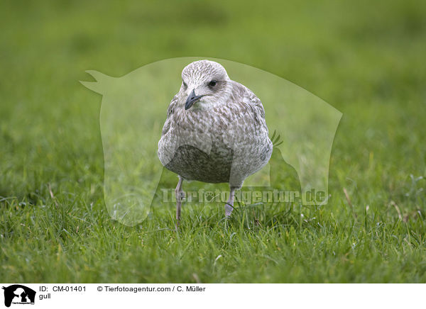 Mwe / gull / CM-01401