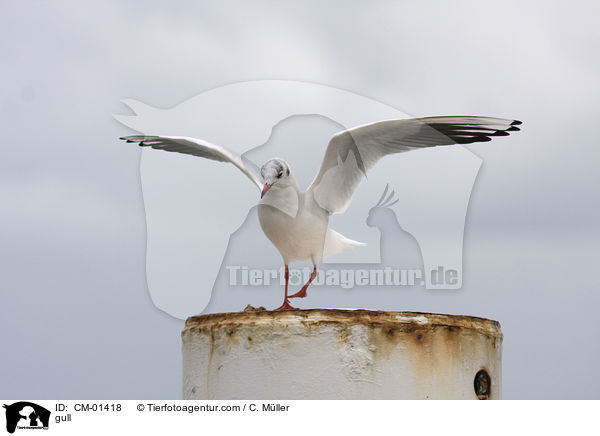 Mwe / gull / CM-01418