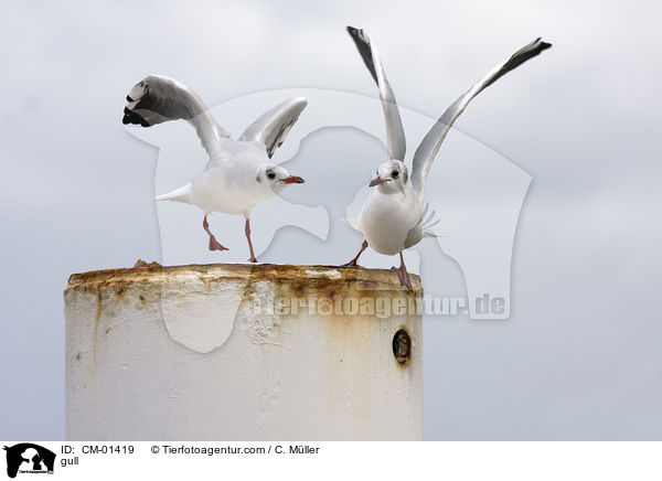 Mwe / gull / CM-01419