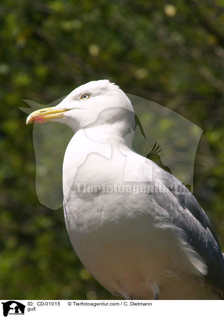 Mwe / gull / CD-01015
