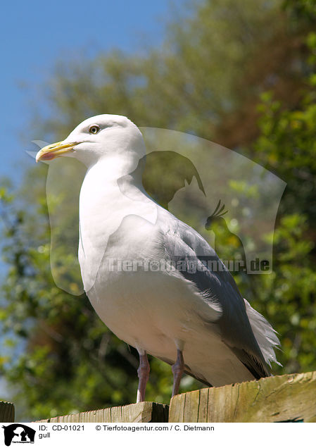 Mwe / gull / CD-01021