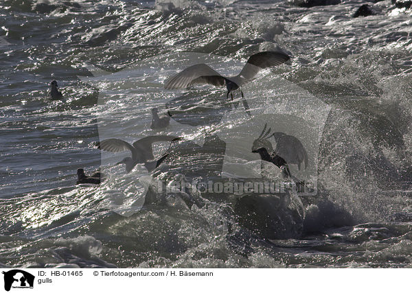 Mwen / gulls / HB-01465
