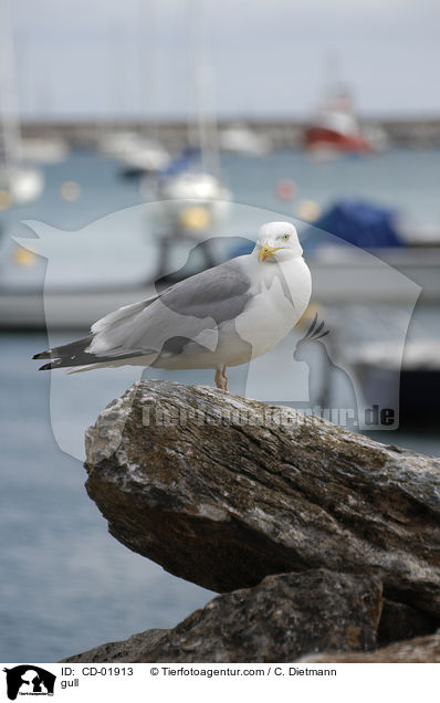 Mwe / gull / CD-01913