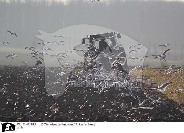 Mwen / gulls / FL-01872