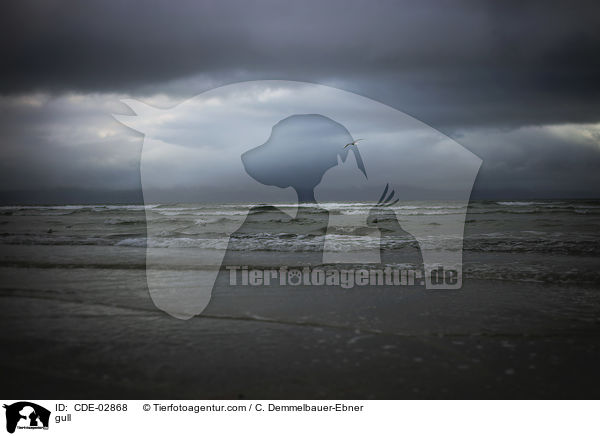 Mwe / gull / CDE-02868