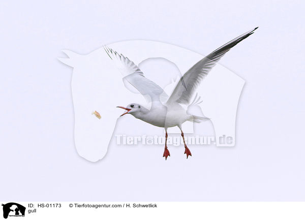 Mwe / gull / HS-01173