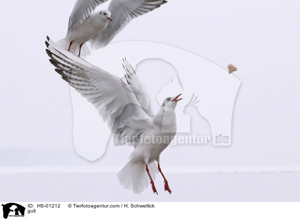 Mwe / gull / HS-01212